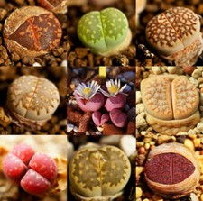 Sachet graines lithops mix - lithops,