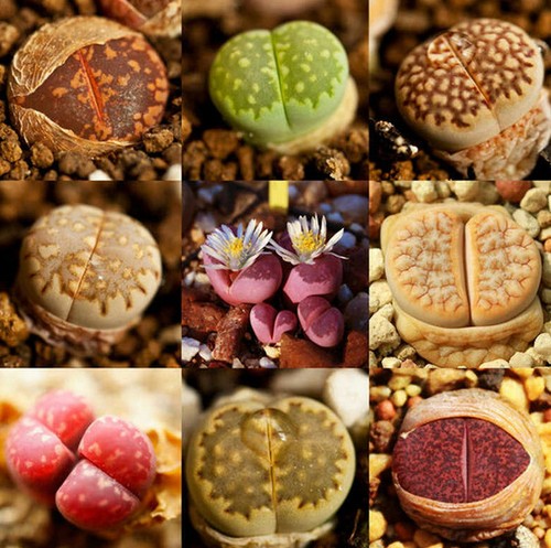 Sachet graines lithops mix - 50,