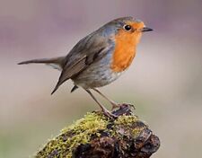 3D Aimant Rouge-Gorge pour Réfrigérateur Tableau Blanc Aimant Adhérent