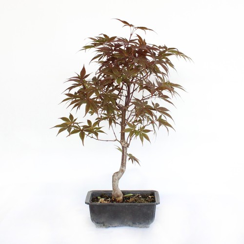 Kentis bonsaï acer momiji - -,
