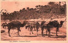 CPA ALGERIE - BISKRA - 1248. Chameaux entravés