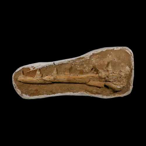 Mosasaur platecarpus - 18.9",