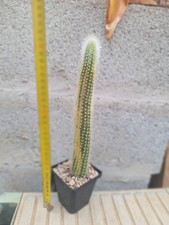 Hildewinteria colademononis