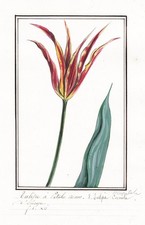 Tulipe Cornue Tulipa Fleurs
