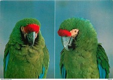 Animaux - Oiseaux - Perroquet