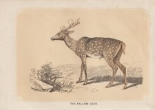 Daim (Dama Dama) Cerf Sauvage