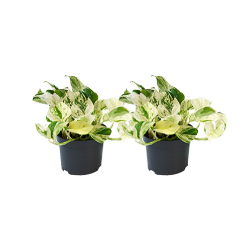 Epipremnum happy leaf - -, plante