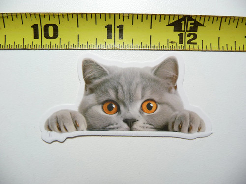 Peeking british shorthair - british,