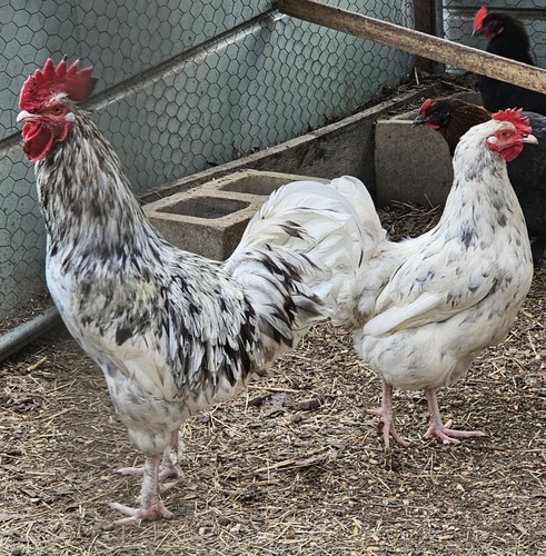 Hatching maran eggs - hatching, 6+