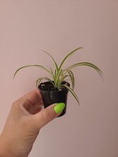 Boutures Chlorophytum plante