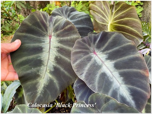 Colocasia affinis black - colocasia,