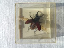 Véritable Lucanus Cervus