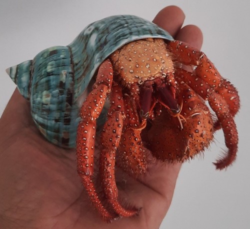 Taxidermie énorme bernard - :,