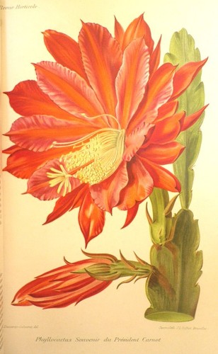 Revue horticole 1895 avec - horticole, 23