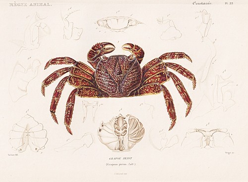 Grapsus pictus crabes - crabes, gravure