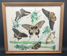 Cadre taxidermie papillons