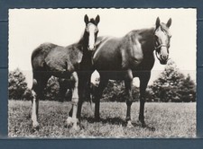 CPSM vers 1960  faune animaux cheval chevaux  trotteur Américain