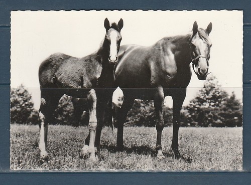 Cpsm vers 1960 - 1960,