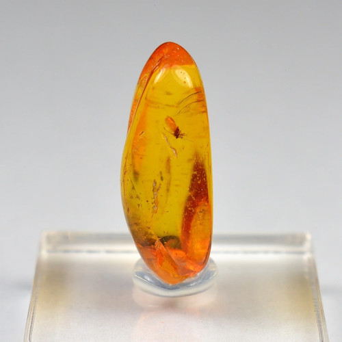 Ambre baltique avec - ambre, de