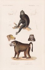 Paviane Babouins Singes Affen