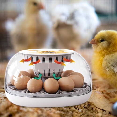 Incubateur oeufs plateau - d'oeufs,