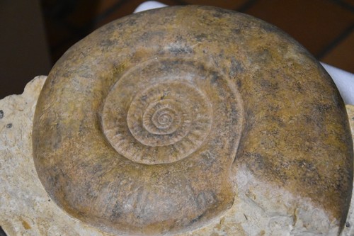 Géante hammatoceras - géante,