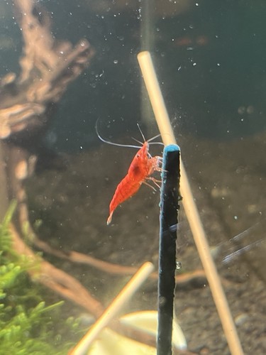 Crevettes red sakura - red,
