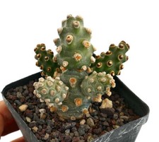 Tephrocactus molinensis -