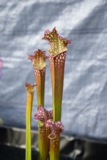 Plante Carnivore - Sarracenia