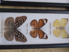 Tableau taxidermie papillons 
