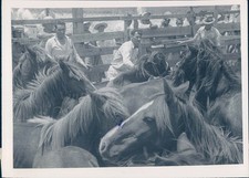 1946 Photo Press Horses Owner