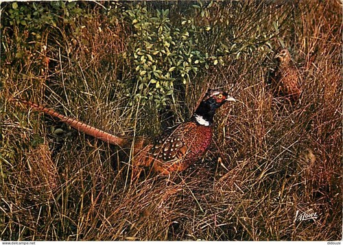 Carte postale animaux - carte,