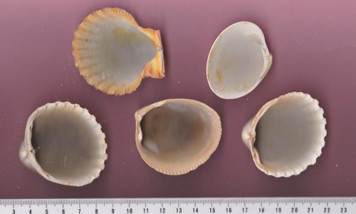 Coquillages pour aquarium - , ou
