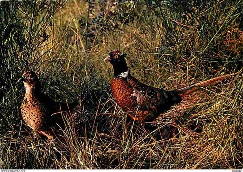Carte postale animaux - -,