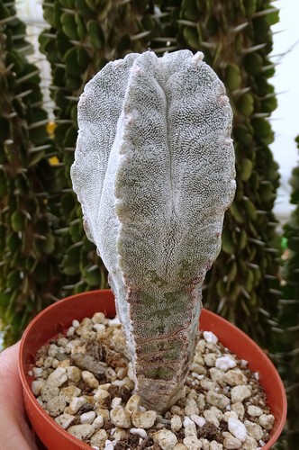 Astrophytum columnare cactus - columnare,