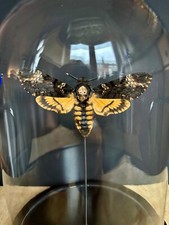 Papillon Acherontia Atropos- DeathHead hawkmoth -Sphinx tête de mort sous globe