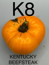 graine / seed tomate taille grosse variété KENTUCKY BEEFSTEAK