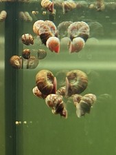 30 ESCARGOTS AQUATIQUES