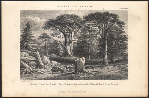 1866 gravure originale - gravure,
