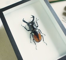 Véritable insecte naturalisé - Coléoptère : Hexarthrius parryi - Entomologie