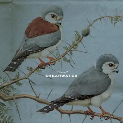 Shearwater thieves misra ex - thieves,