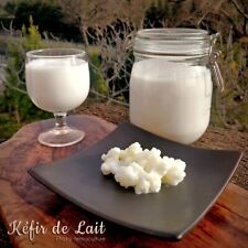 KÉFIR DE LAIT BIO 20 Grammes — Culture douce, onctueuse, grains vigoureux