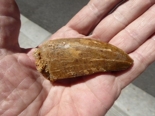Dent fossilisee - dent,