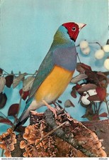 Animaux - Oiseaux - Diamant de Gould - CPM - Voir Scans Recto-Verso