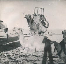 SYRIE c. 1940 -  Caravane de Chameaux  - DIV 7320