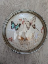 Cabinet De Curiosité - Papillons Naturalisés