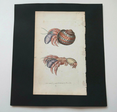 Gravure aquarellée shaw - aquarellée,