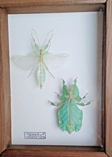 enthomologie PHASMES male et