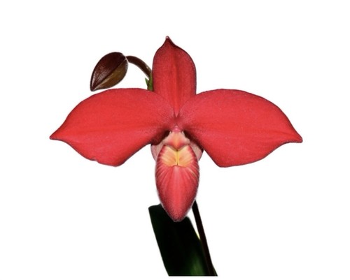 Phragmipedium robert jean - phragmipedium, robert-jean