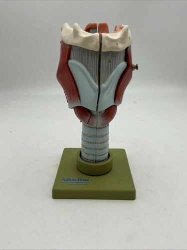 Somso gs7 human - gs7, larynx